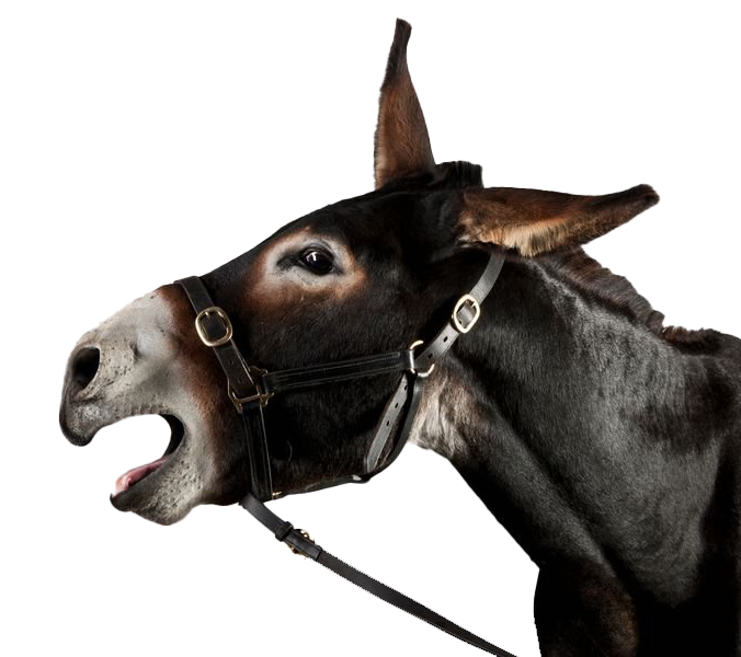 Burro transparent background PNG cliparts free download