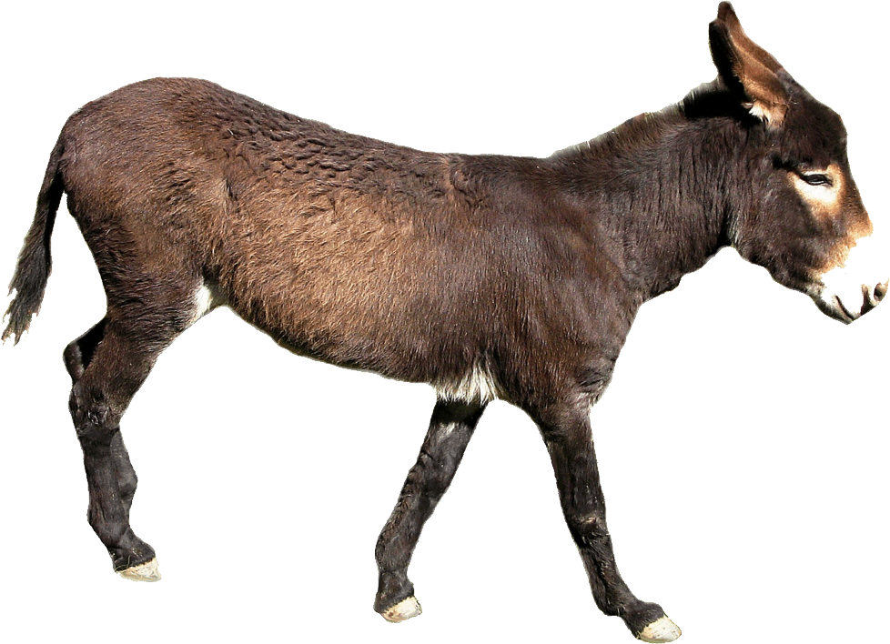 Download Donkey Mule Free HD Image HQ PNG Image FreePNGImg