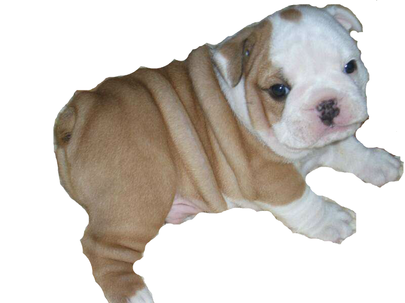 bulldog puppy png