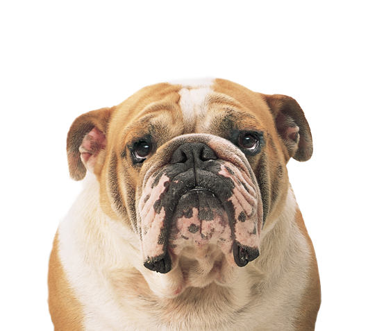 cute bulldog clipart png