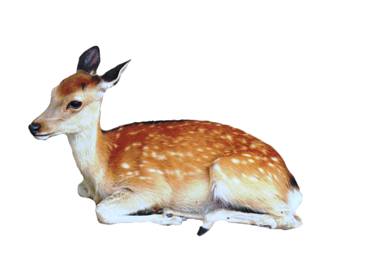 deer png