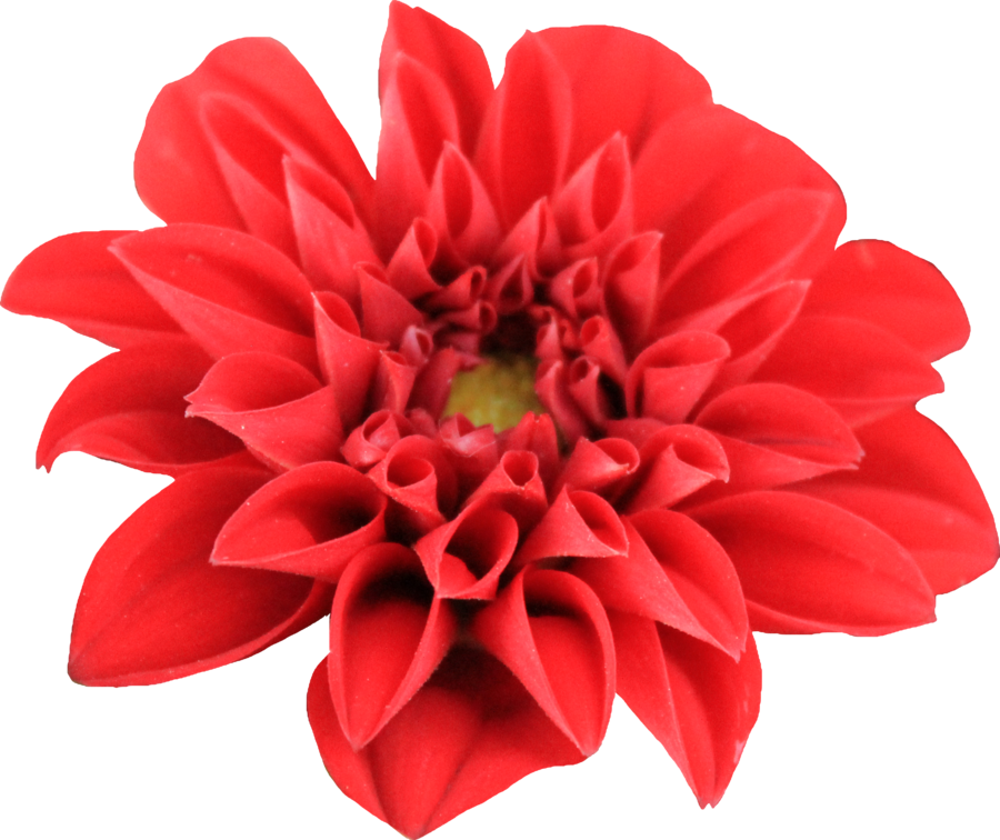 Download Dahlia Transparent HQ PNG Image | FreePNGImg