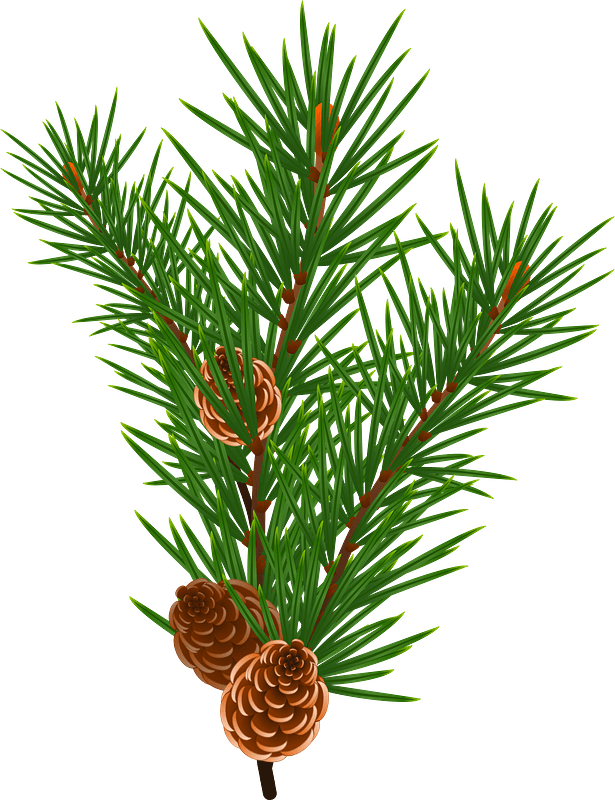 pine cone png