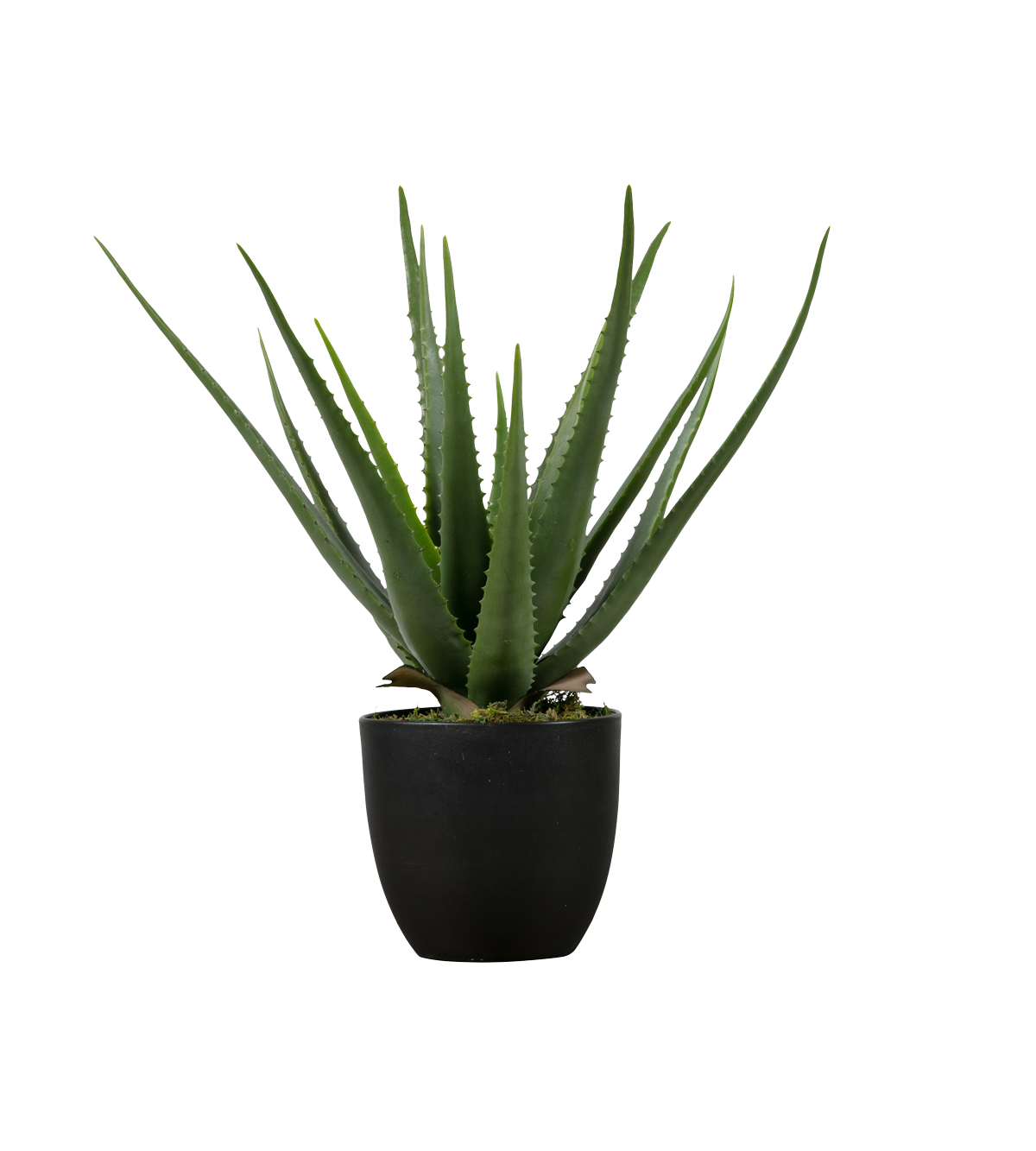 aloe clipart