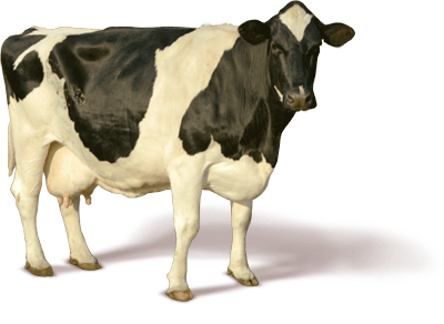 cow PNG transparent image download, size: 650x726px