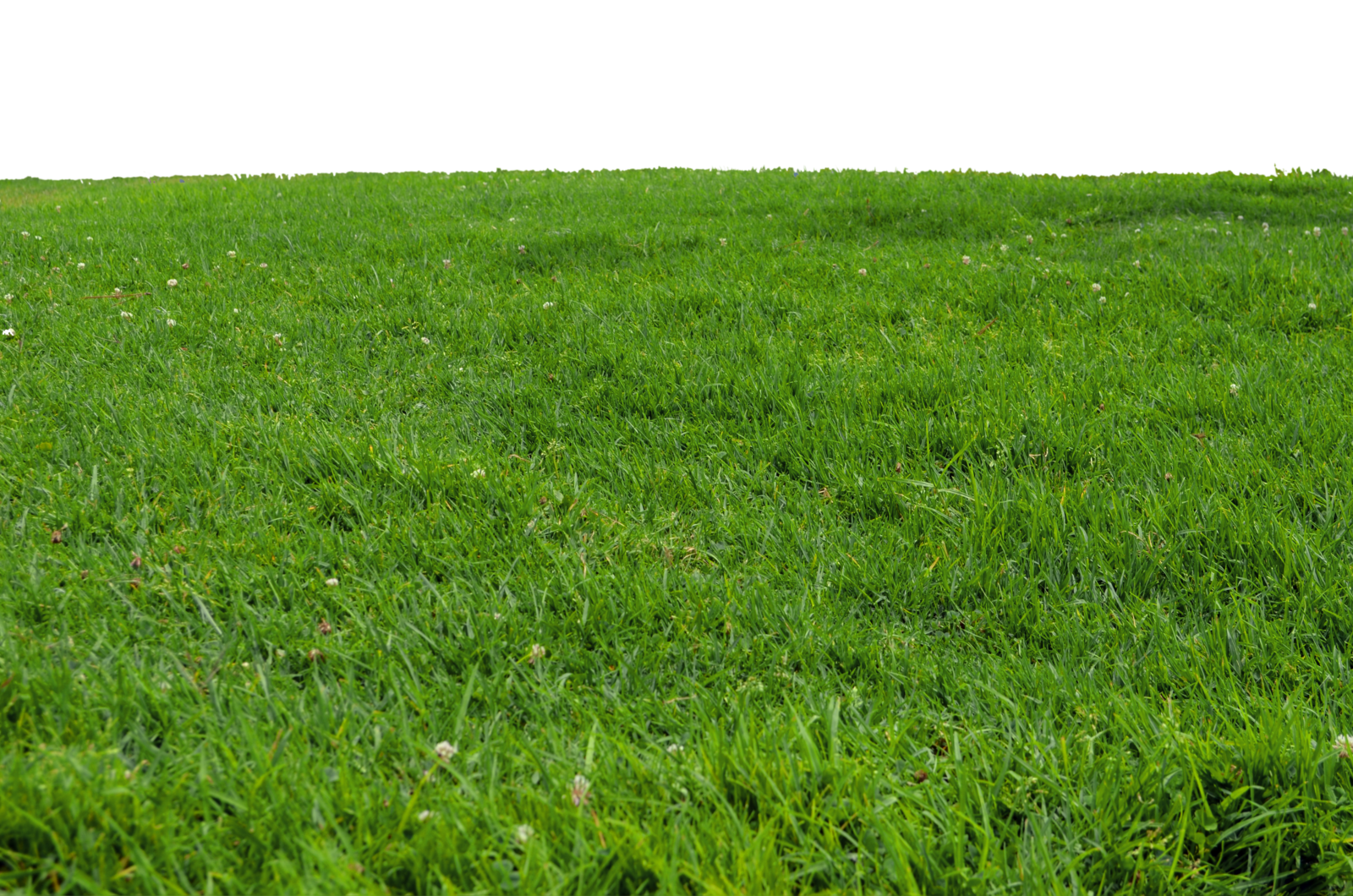 grass transparent background