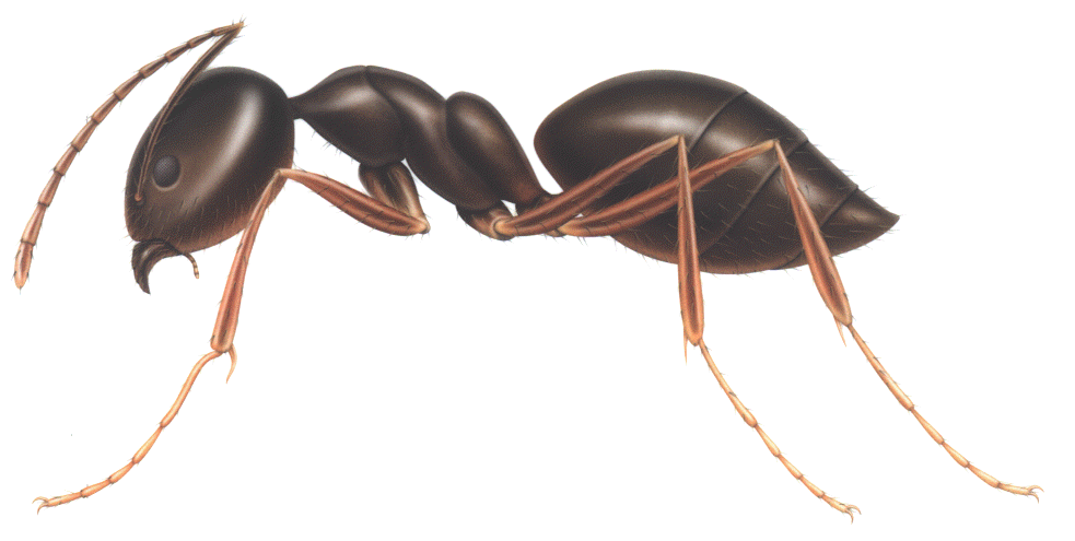 colony of ants clipart free