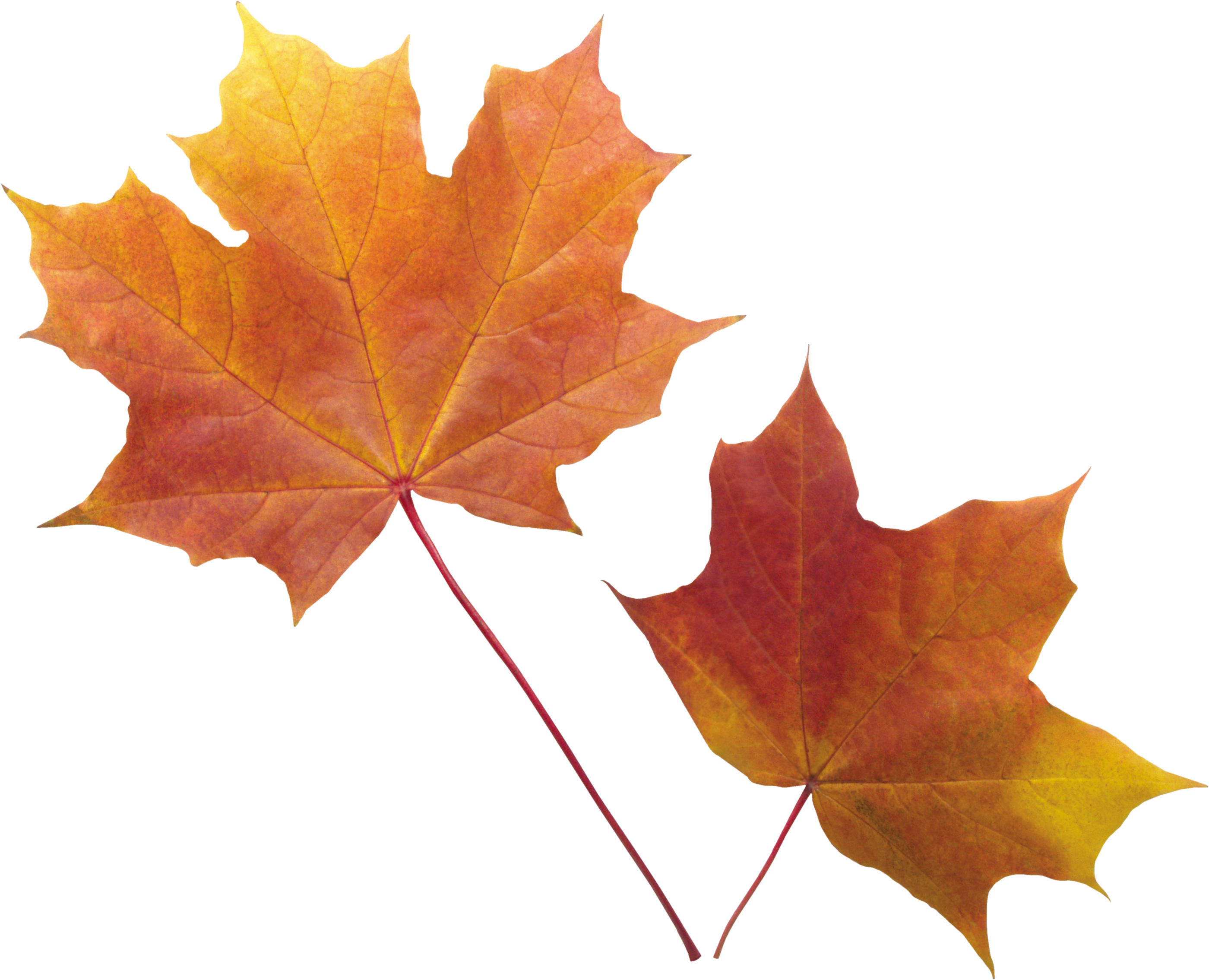 autumn leaves vector png