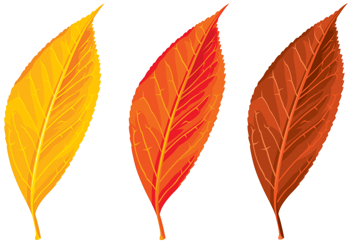 autumn leaves vector png