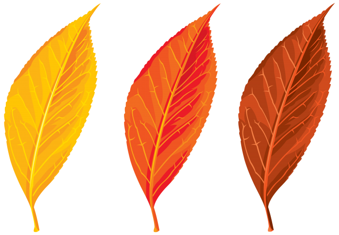 fall leaf clipart no background