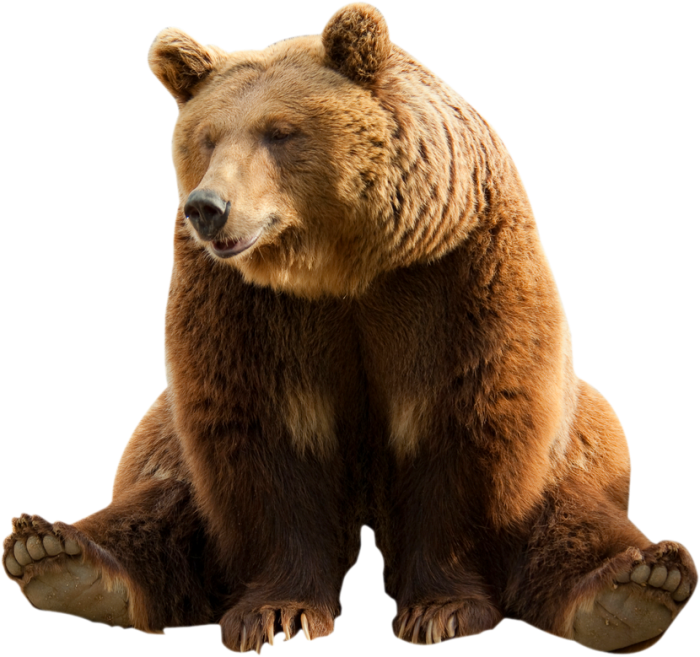 Download Bear Sitting Free Download PNG HQ HQ PNG Image | FreePNGImg