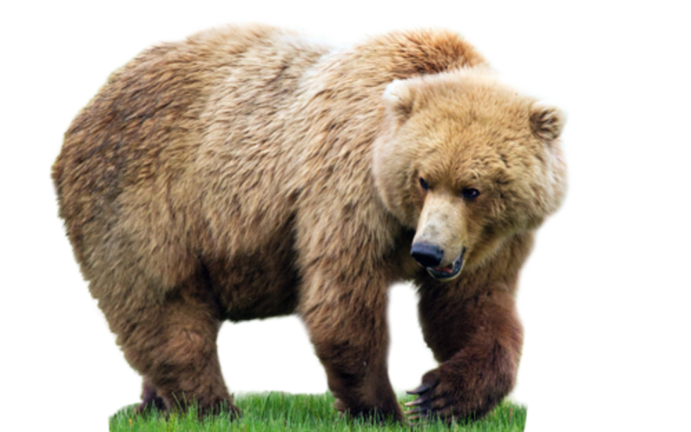 bear PNG transparent image download, size: 600x482px