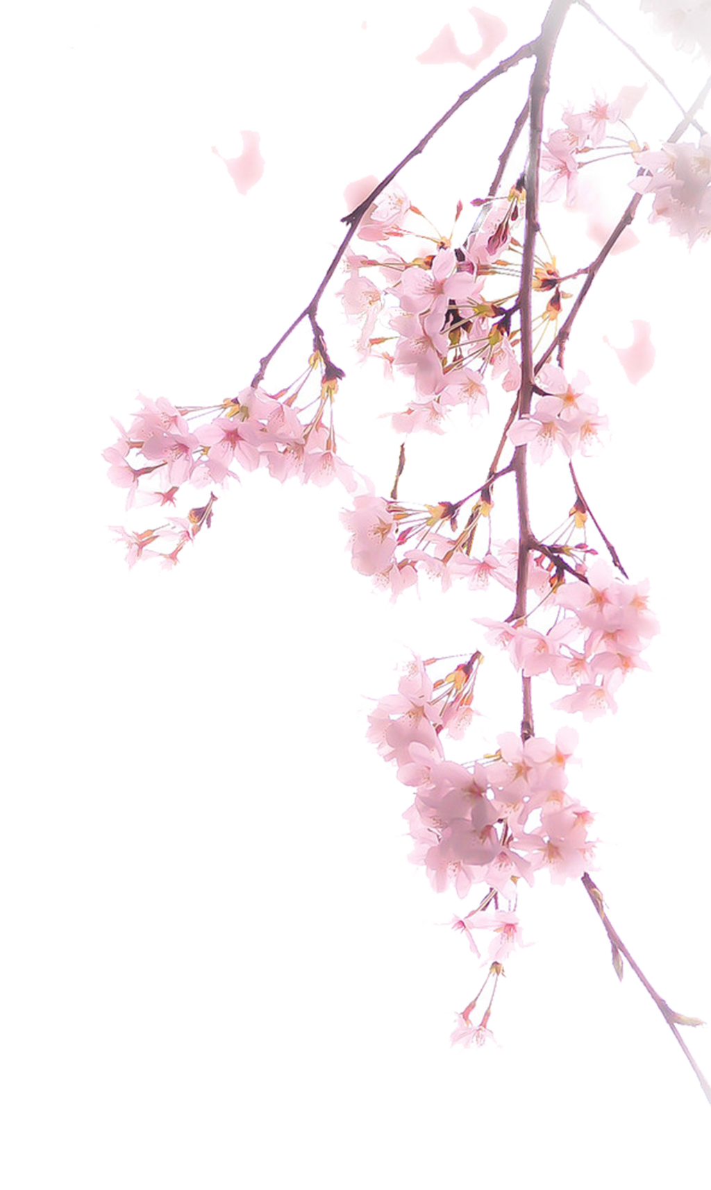 cherry blossom flower png