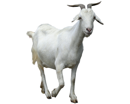 female goat clipart