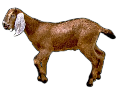 goat png