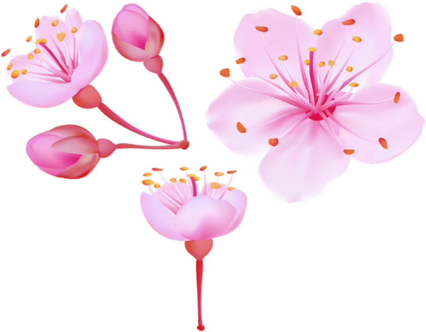 Cherry Blossom Images  Free HD Backgrounds, PNGs, Vector Graphics