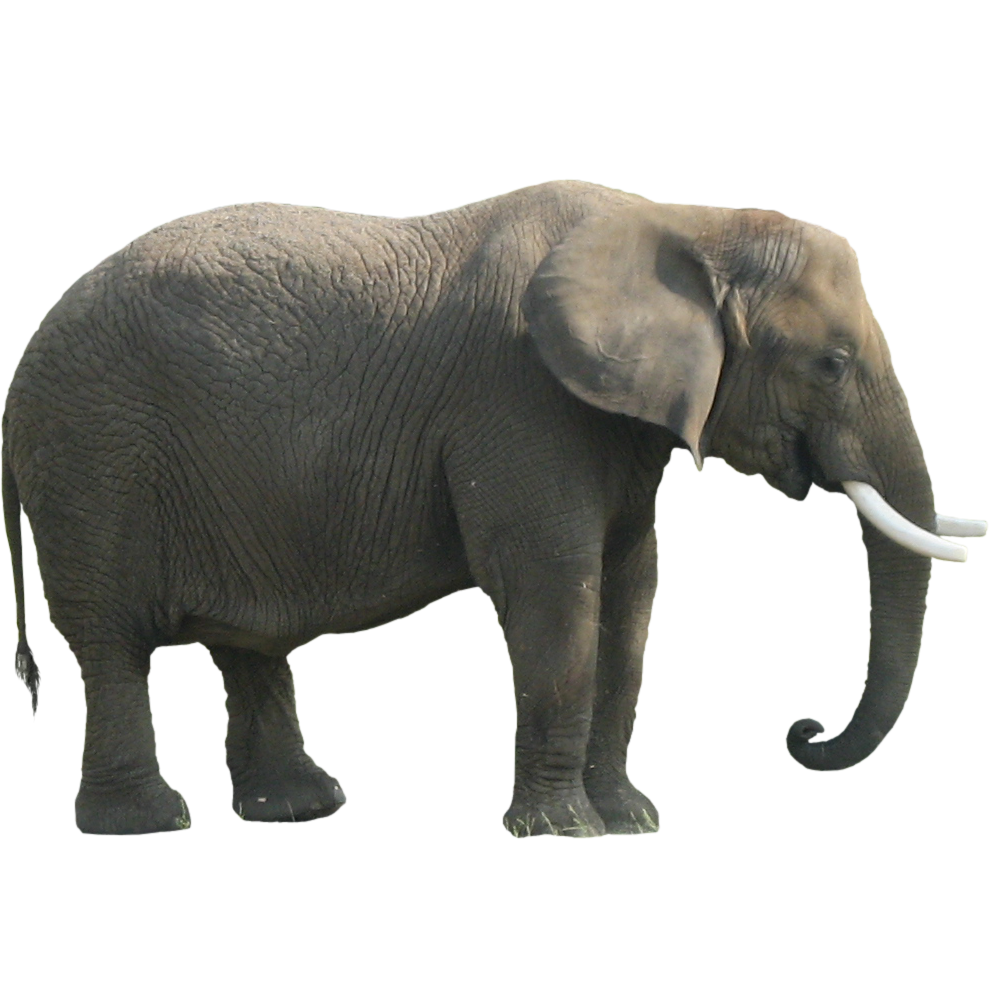 elephant png images