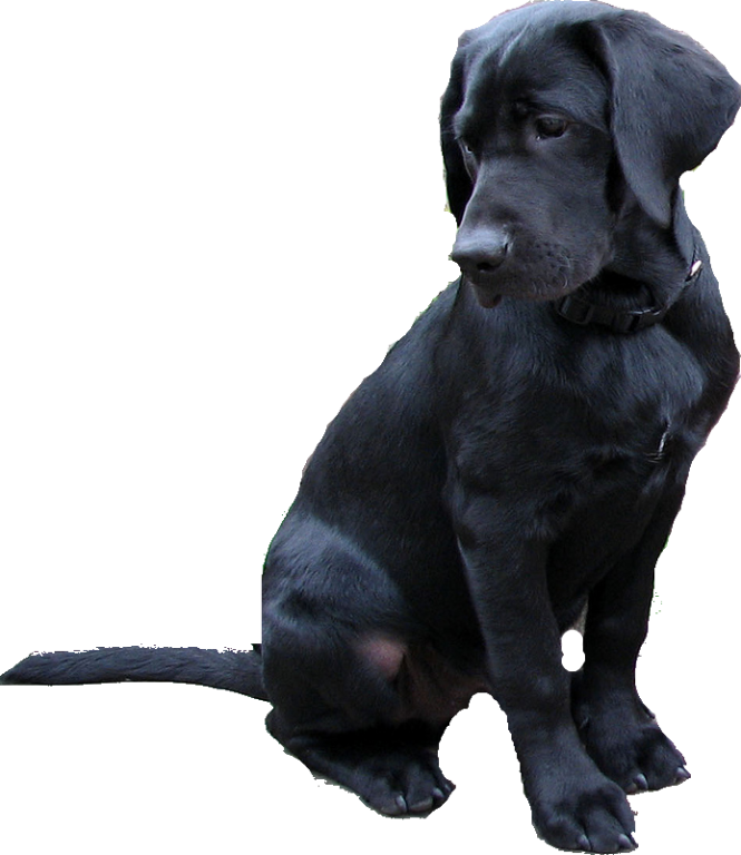 labrador dog black colour clipart