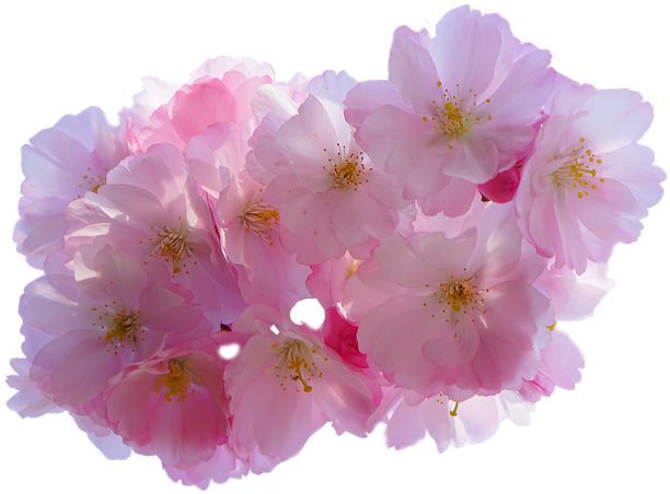 Blossom Flower PNG Image - PurePNG