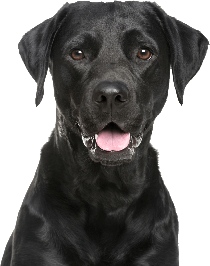 yellow lab dog clipart no background