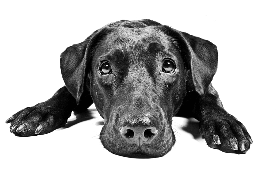 labrador dog black colour clipart