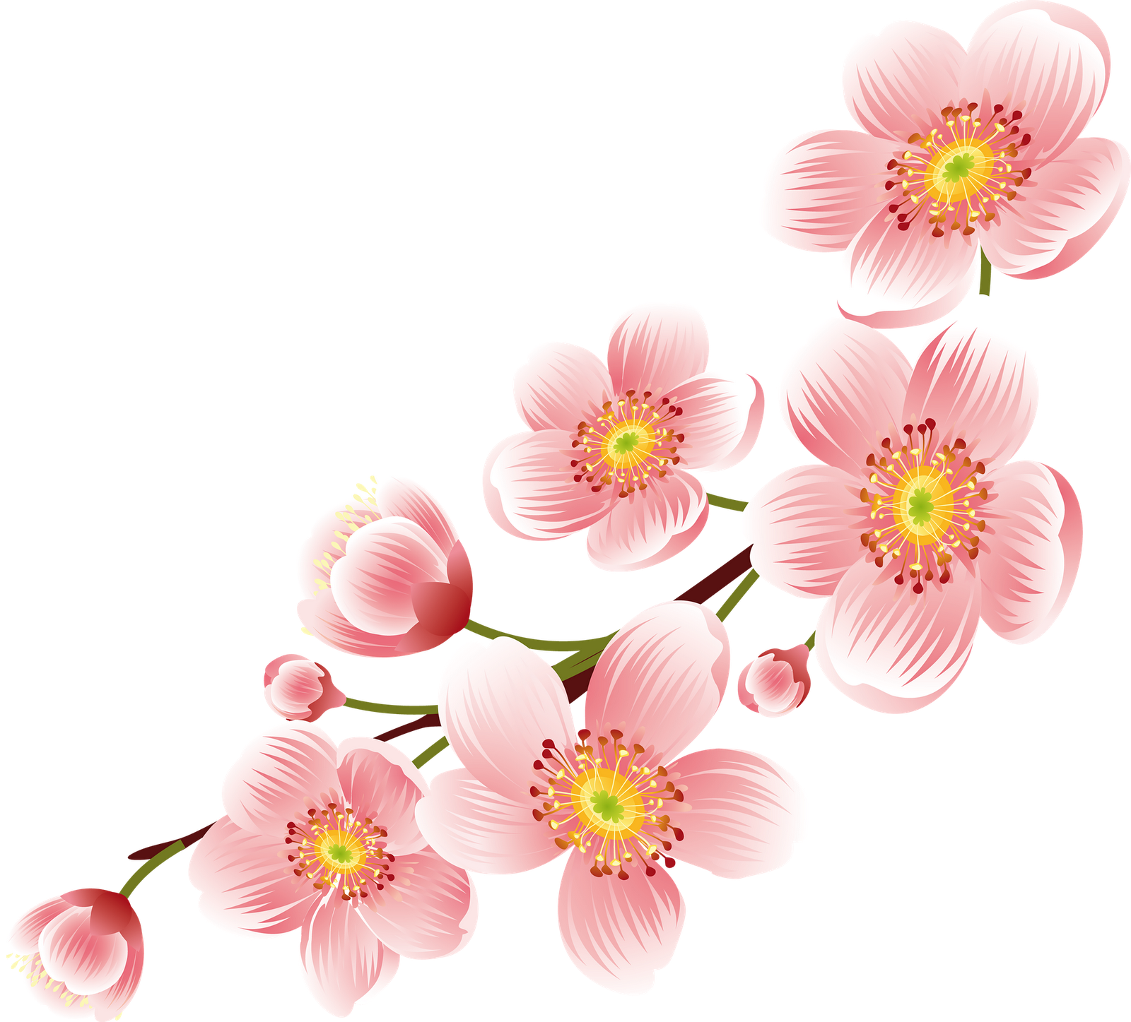 Blossom Flower PNG Image - PurePNG  Free transparent CC0 PNG Image Library