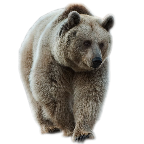 bear PNG transparent image download, size: 500x376px