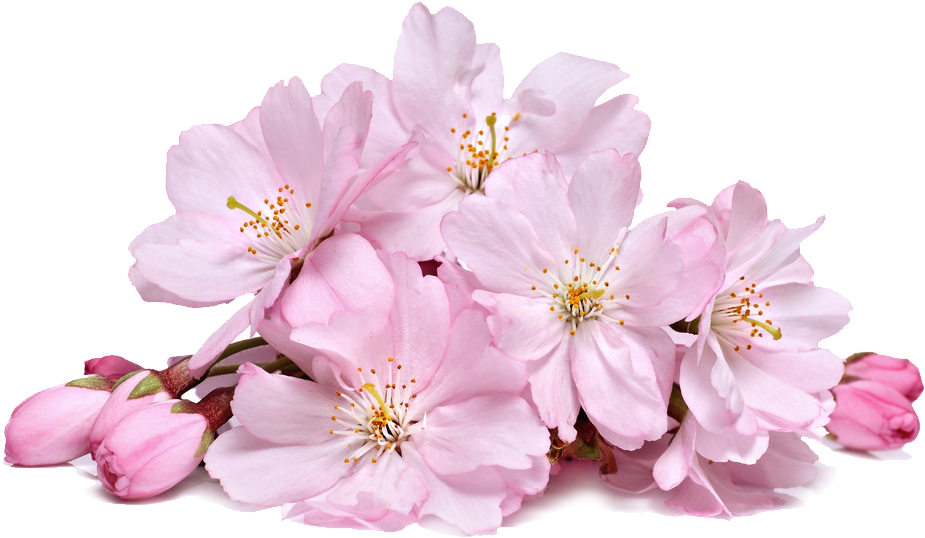 real flowers png