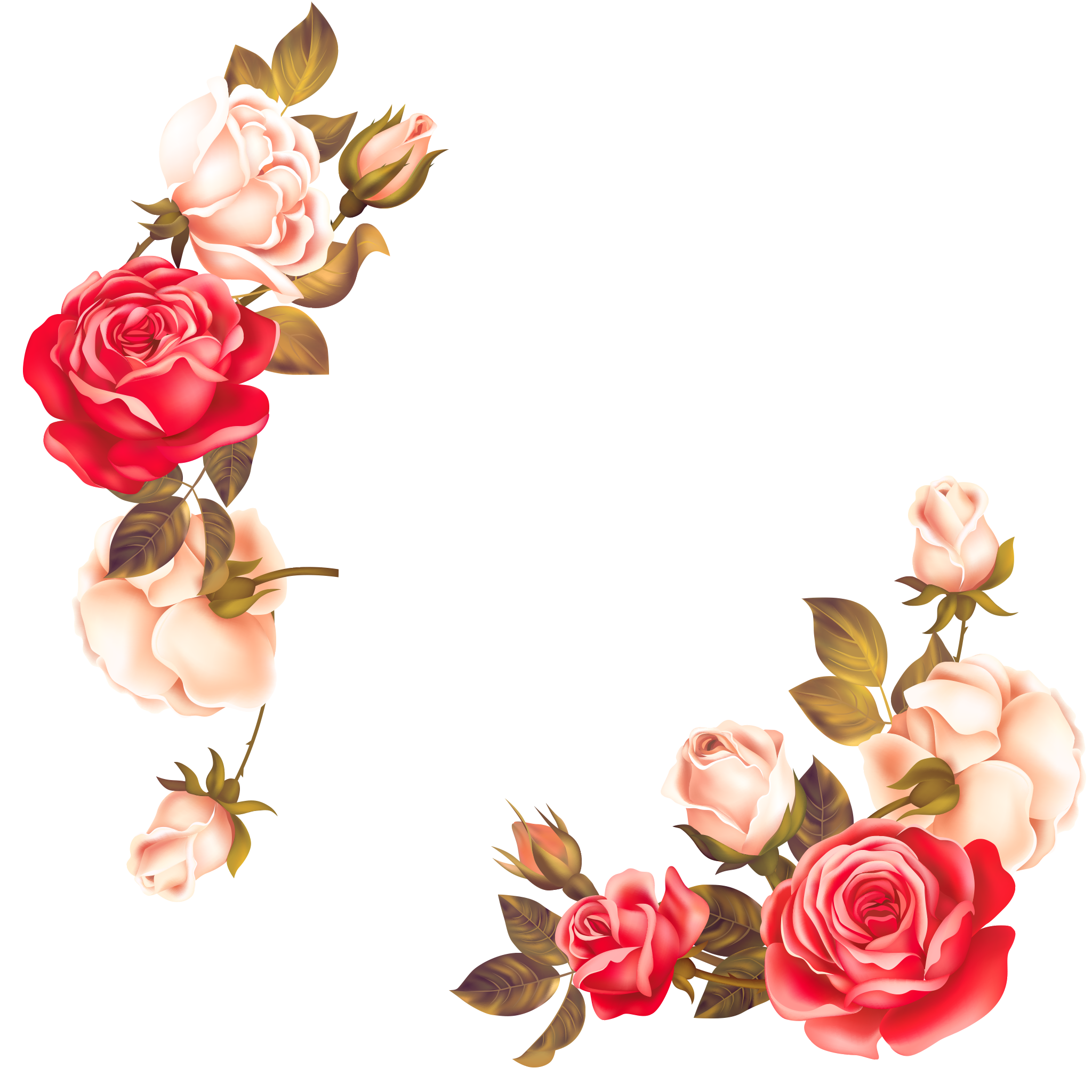 roses border