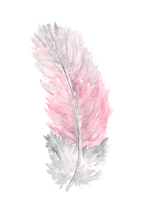 Plumas rosas png imágenes