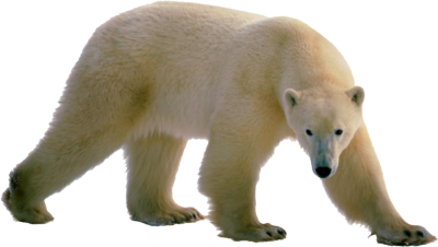 Polar Bear Alpha, HD Png Download(910x480) - PngFind