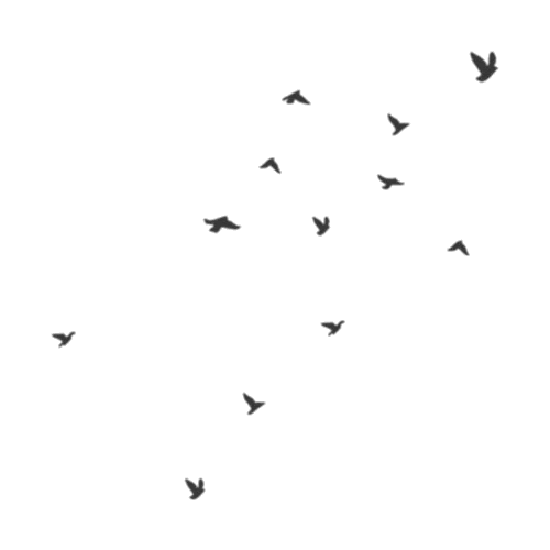 Download Bird Png - Flying Birds Gif Png PNG Image with No Background 