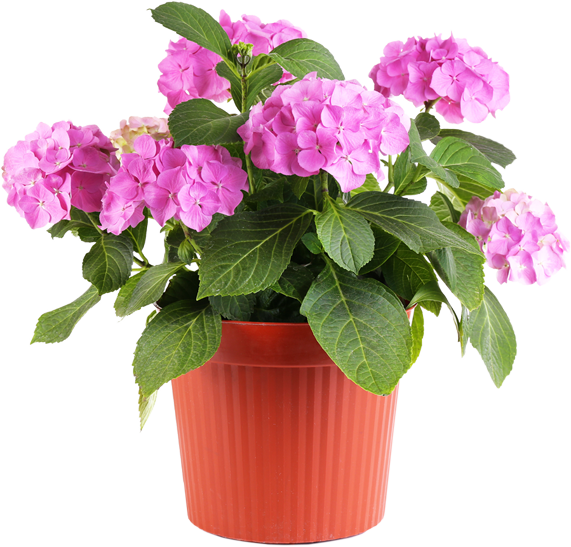 potted plants and flowers png