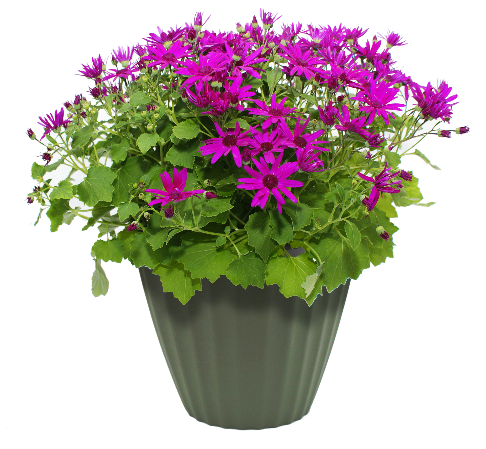 potted plants and flowers png