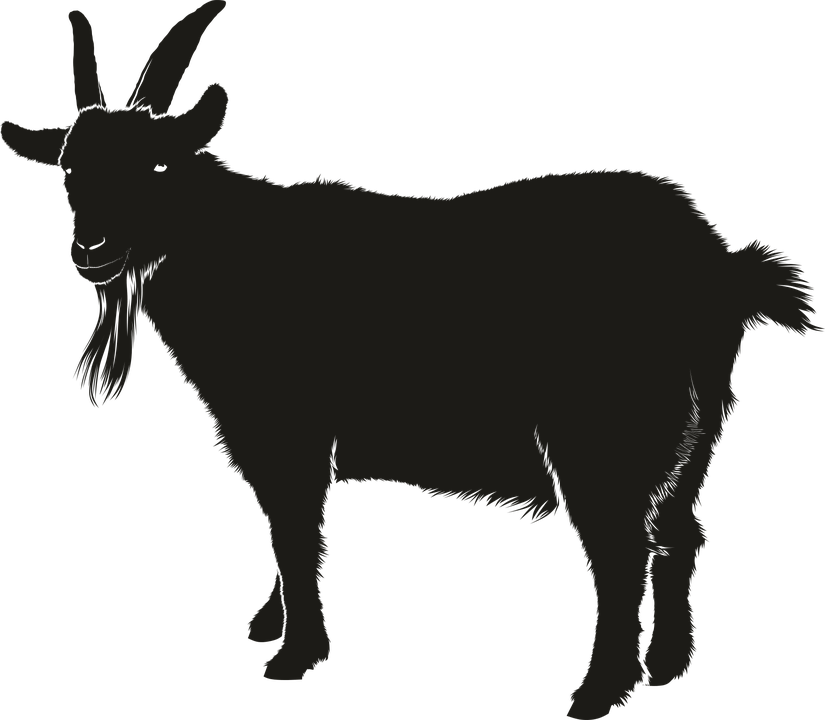 female goat clipart