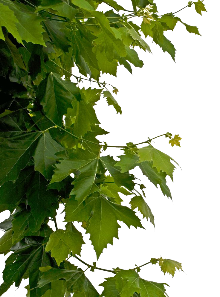 tree leaves png