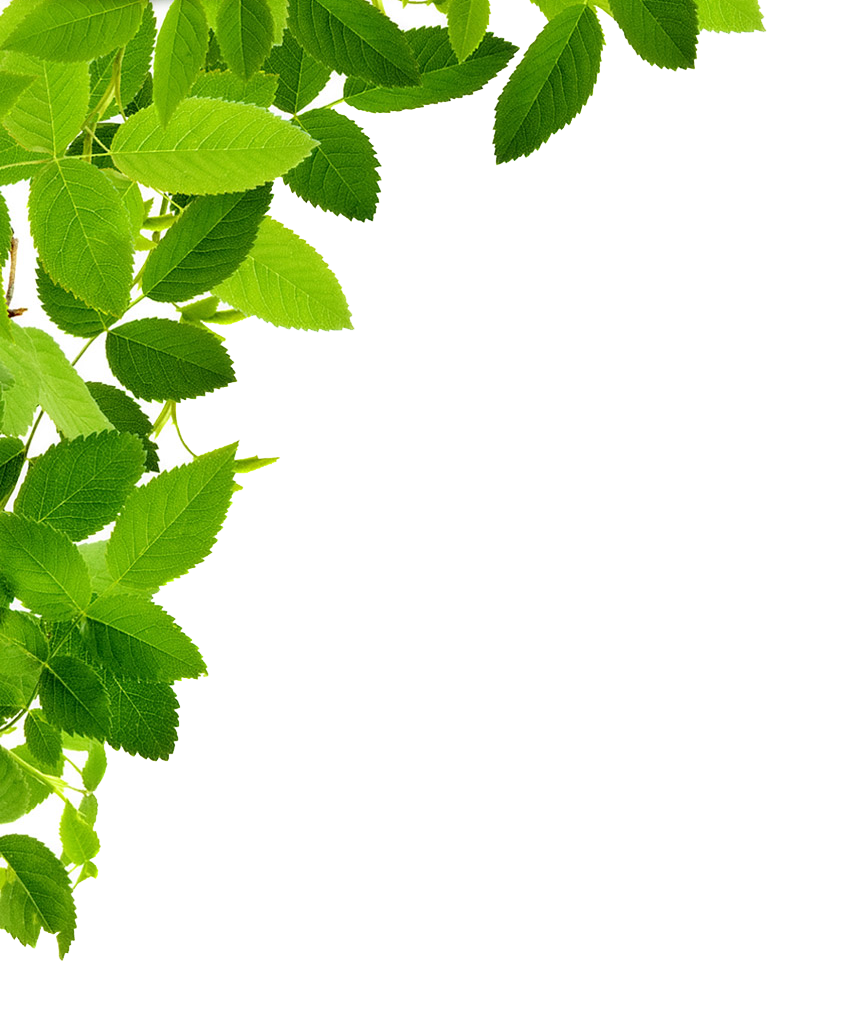 transparent leaf png