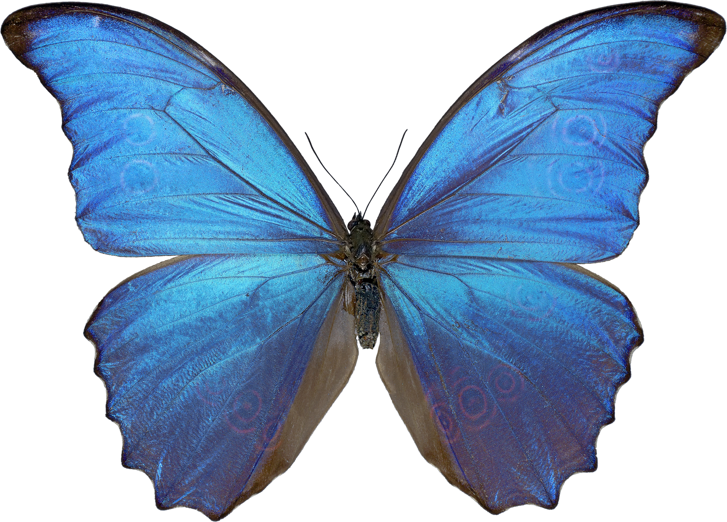 free clipart butterfly images