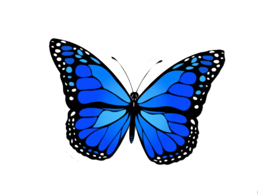 pictures of blue butterflies
