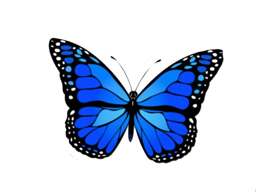 blue butterfly png