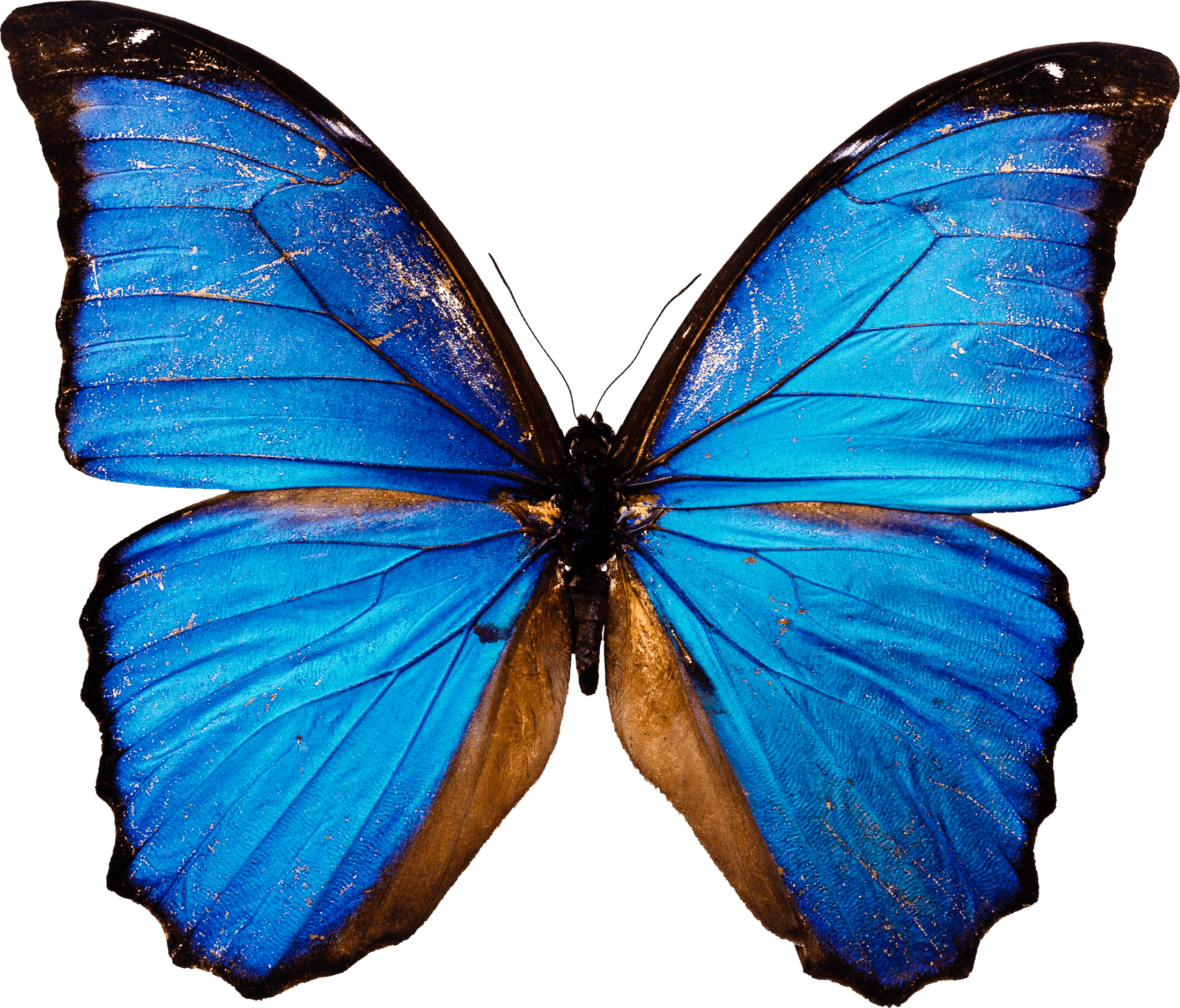 blue butterfly png