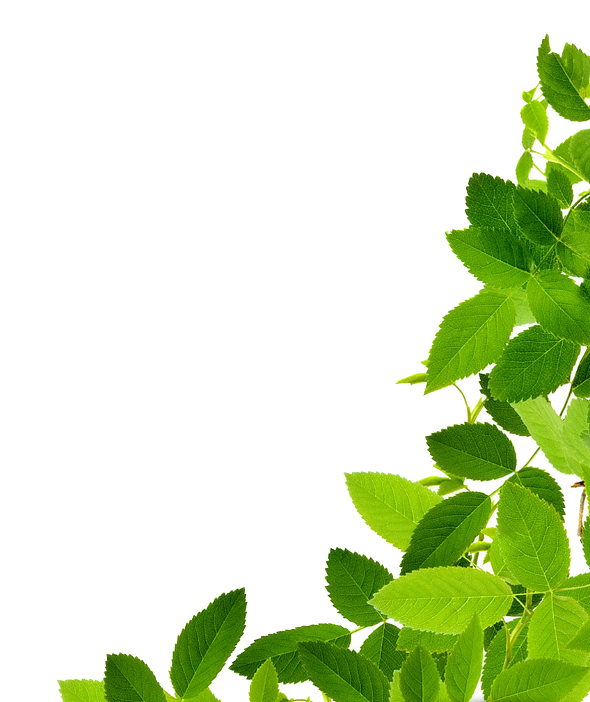 Mint Leaf PNGs for Free Download