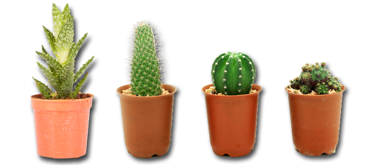 Potted Cactus png images