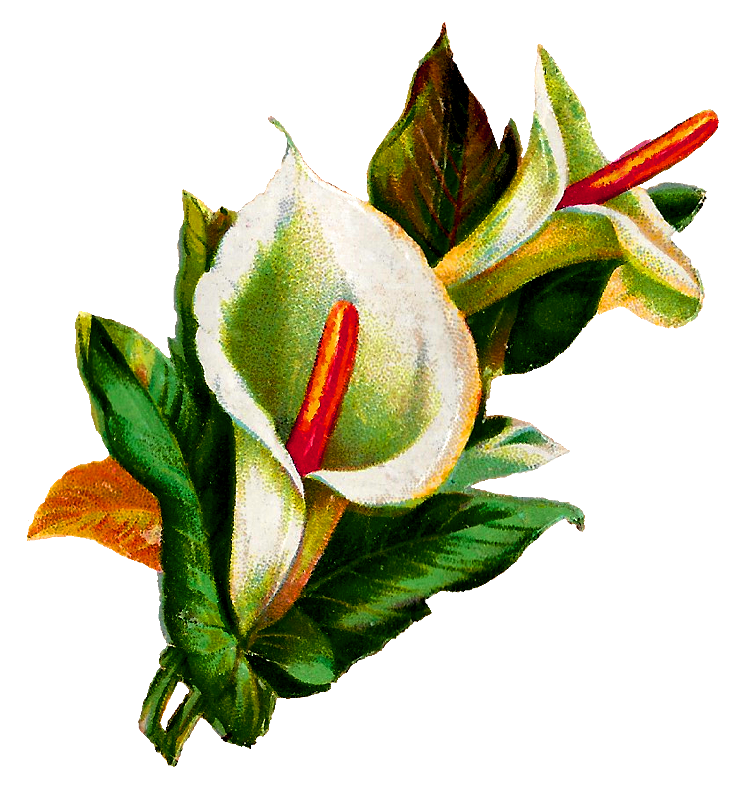 calla lilies clipart free