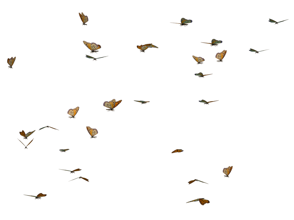 butterflies png