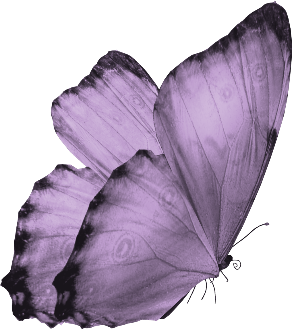 real purple butterfly flying