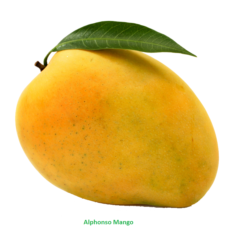 free download mango clipart bw