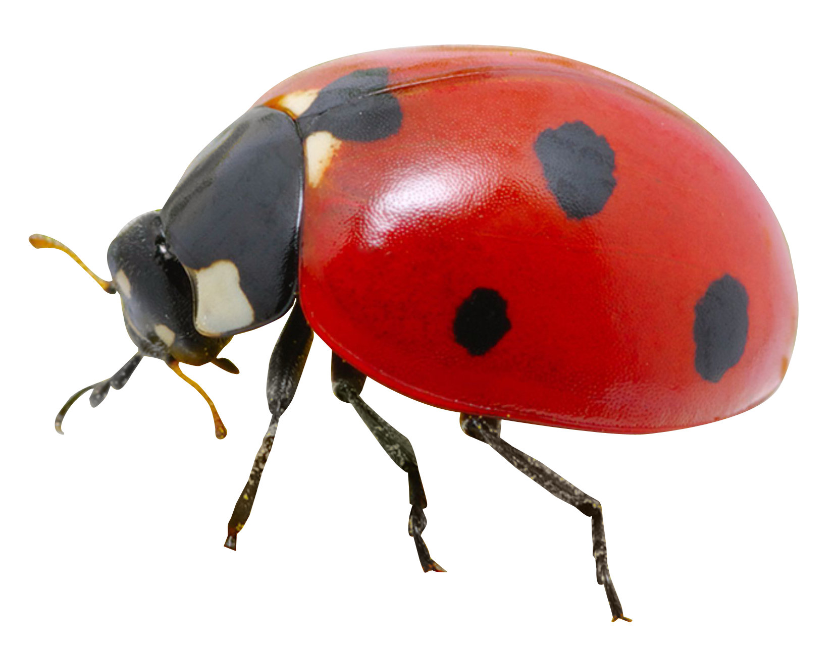 Lady Bug PNG Images & PSDs for Download