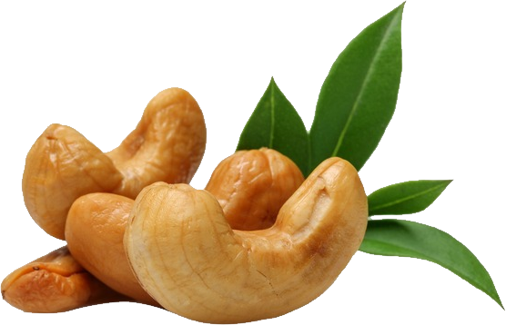 cashew clipart