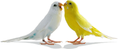 real birds png